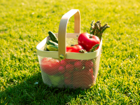 Basket of tomatoes and other vegetables on green lawn at picnic in garden, photography for advertising or blogging
